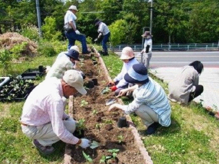 3週間後に定植