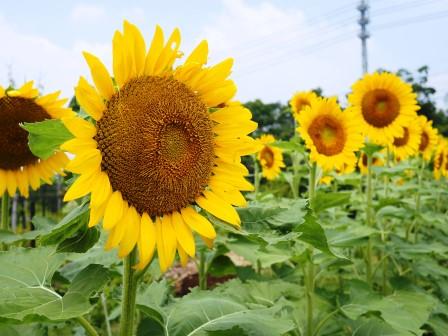 真夏に元気な黄色